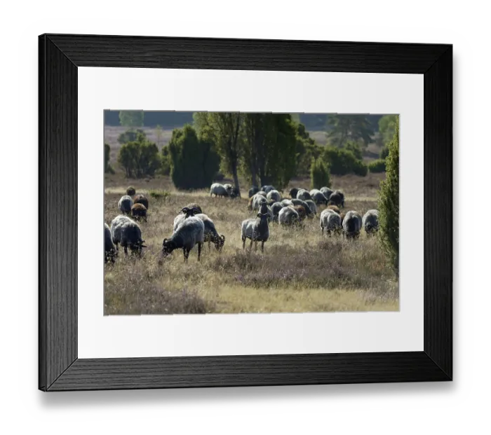 Framed Print : Heidschnucken (Ovis aries), herd in the blooming heathland