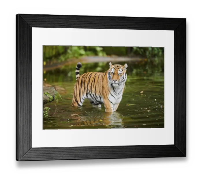 Framed Print : Siberian tiger (Panthera tigris altaica) Framed Print : Siberian tiger (Panthera tigris altaica)