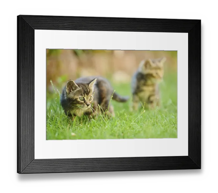 Framed Print : Bengal cat, domestic cat, kitten walking on a meadow