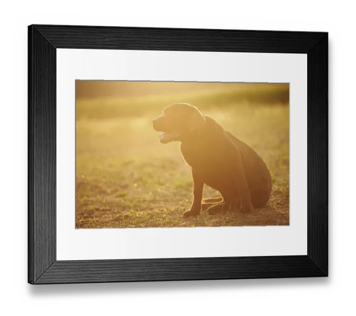 Framed Print : Close-up of a Labrador Retriever on a meadow in late summer Framed Print : Close-up of a Labrador Retriever on a meadow in late summer
