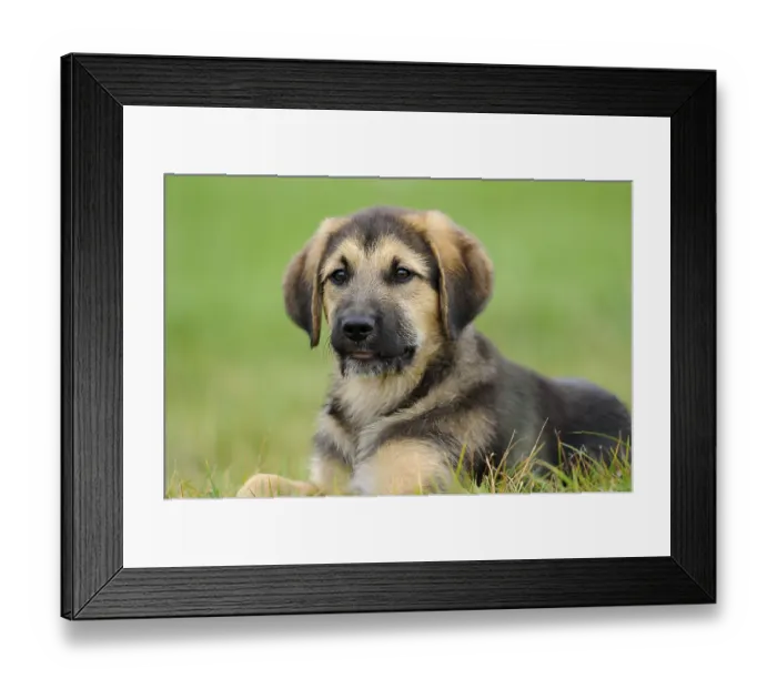 Framed Print : A friendly puppy lies in the grass with a blurred background and appears calm Framed Print : A friendly puppy lies in the grass with a blurred background and appears calm
