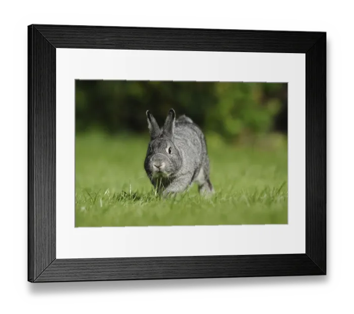 Framed Print : Grey hare on a green meadow in a natural environment