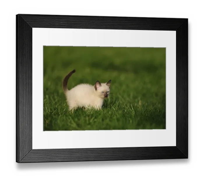 Framed Print : Kitten standing attentively on a green meadow Framed Print : Kitten standing attentively on a green meadow
