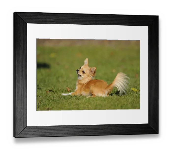 Framed Print : A Chihuahua lies on a green meadow and looks attentively to the side