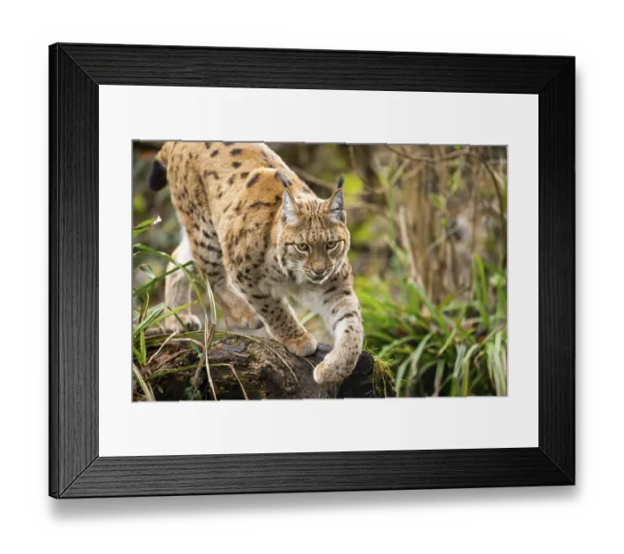 Framed Print : Eurasian lynx (Lynx lynx), in a forest