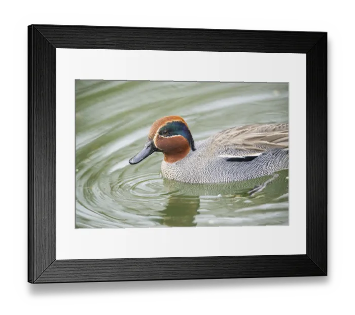 Framed Print : Eurasian teal (Anas crecca) male swimming in a lake Framed Print : Eurasian teal (Anas crecca) male swimming in a lake