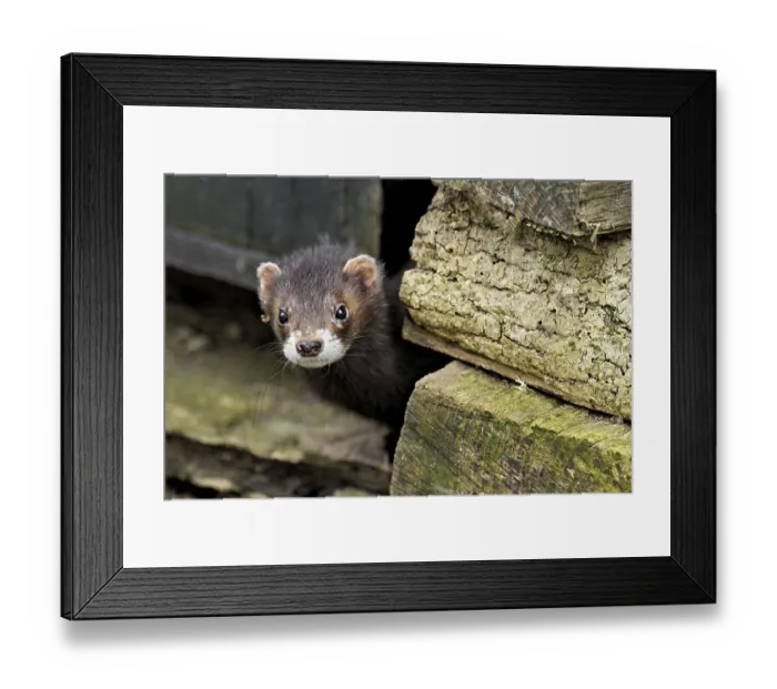Framed Print : European polecat (Mustela putorius)