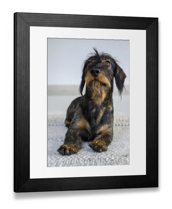 Framed Print : Rough-haired dachshund, male, 3 years old