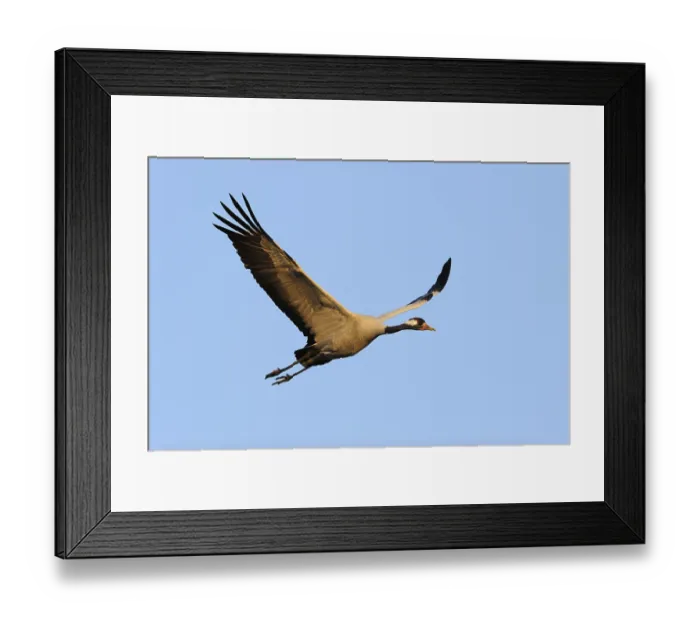 Framed Print : Common or Eurasian Crane (Grus grus)