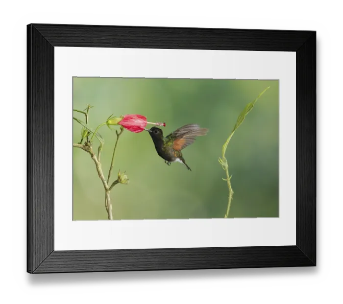 Framed Print : Black-bellied Hummingbird (Eupherusa nigriventris) Framed Print : Black-bellied Hummingbird (Eupherusa nigriventris)