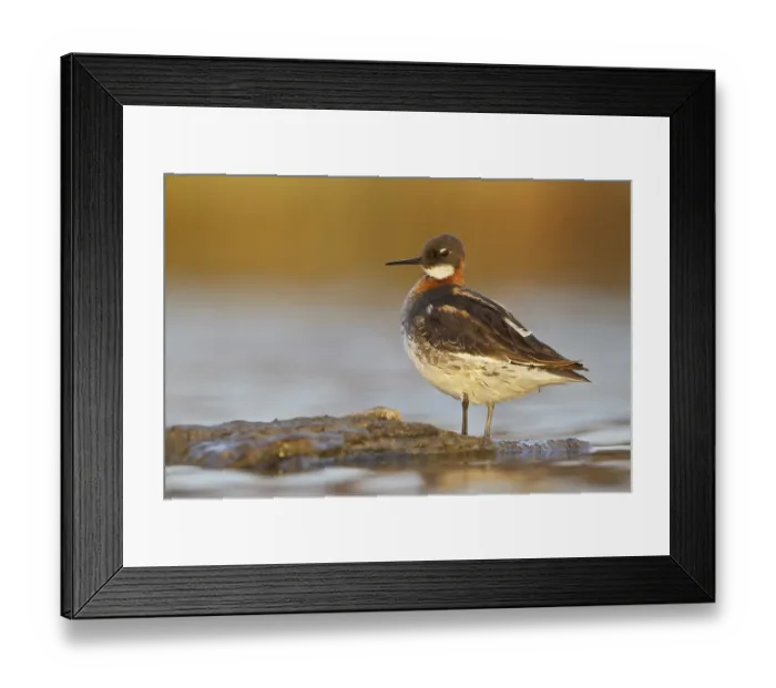 Framed Print : Red-necked Phalarope (Phalaropus lobatus) female