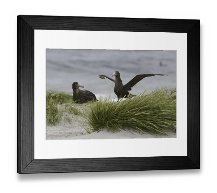 Framed Print : Southern Giant Petrel (Macronectes giganteus) Framed Print : Southern Giant Petrel (Macronectes giganteus)