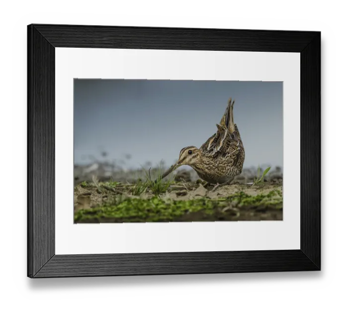 Framed Print : Common Snipe (Gallinago gallinago) Framed Print : Common Snipe (Gallinago gallinago)
