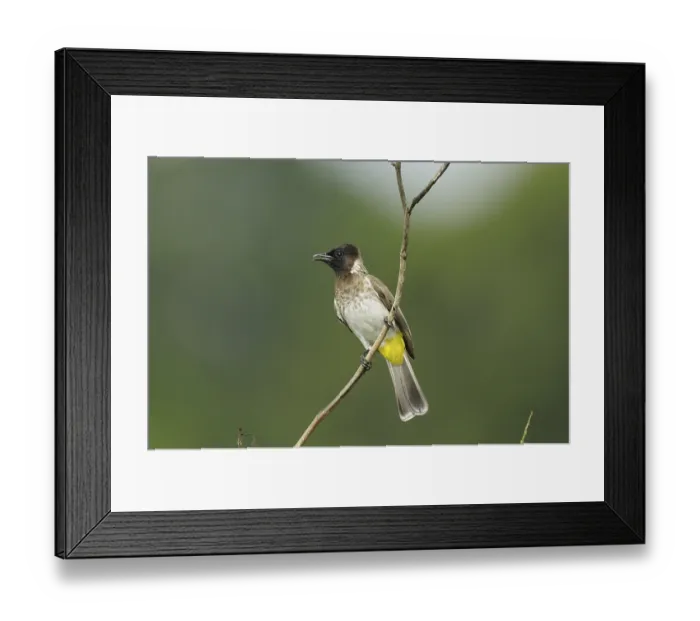 Framed Print : Common Bulbul (Pycnonotus barbatus) Framed Print : Common Bulbul (Pycnonotus barbatus)