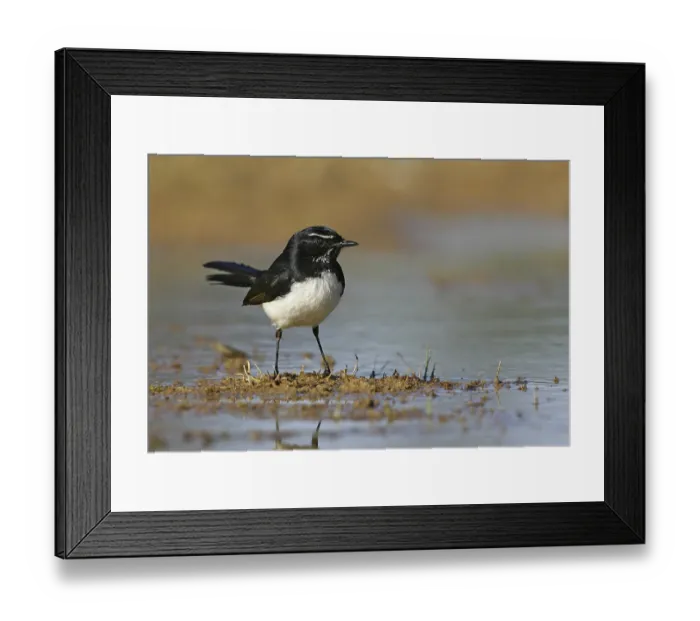 Framed Print : Willie Wagtail (Rhipidura leucophrys) Framed Print : Willie Wagtail (Rhipidura leucophrys)