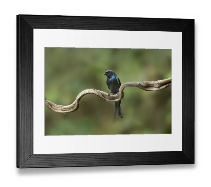 Framed Print : Bronzed Drongo (Dicrurus aeneus) perched on a branch Framed Print : Bronzed Drongo (Dicrurus aeneus) perched on a branch