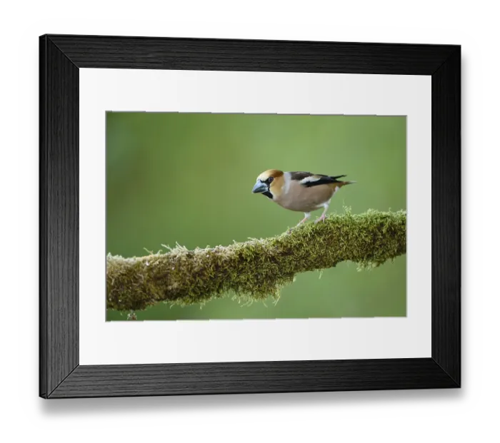 Framed Print : Hawfinch (Coccothraustes coccothraustes)