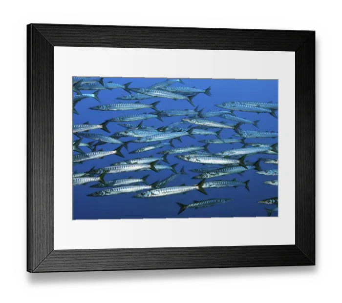 Framed Print : School Shoal of European Barracuda Mediterranean Barracuda (Sphyraena sphyraena)
