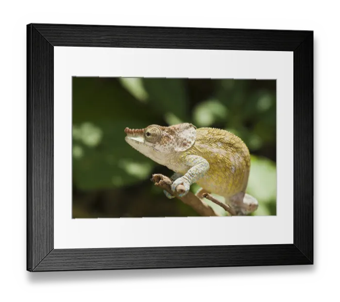Framed Print : Elephant-eared Chameleon or Short-horned Chameleon (Calumma brevicornis)