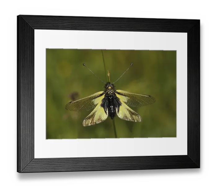 Framed Print : Owly sulphur (Libelloides coccajus) at Badberg Framed Print : Owly sulphur (Libelloides coccajus) at Badberg