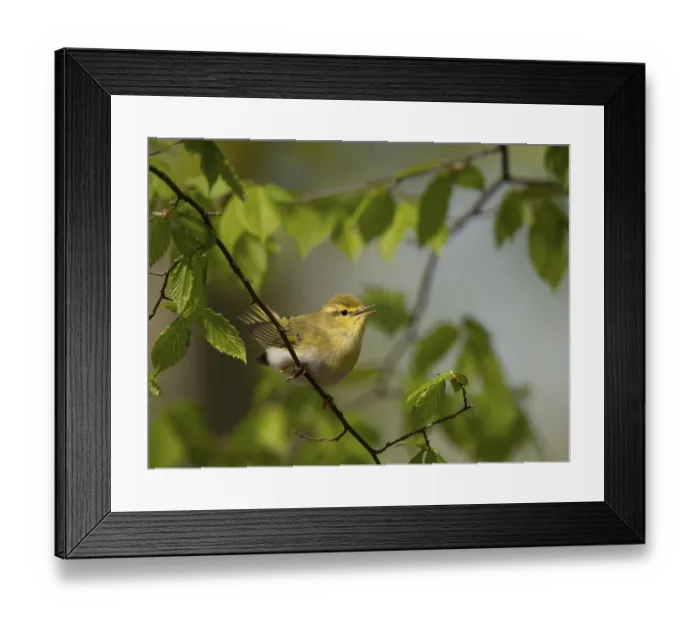 Framed Print : Wood Warbler (Phylloscopus sibilatrix) Framed Print : Wood Warbler (Phylloscopus sibilatrix)