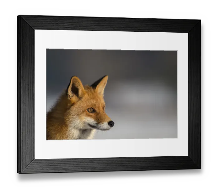 Framed Print : Red Fox (Vulpes vulpes), portrait Framed Print : Red Fox (Vulpes vulpes), portrait