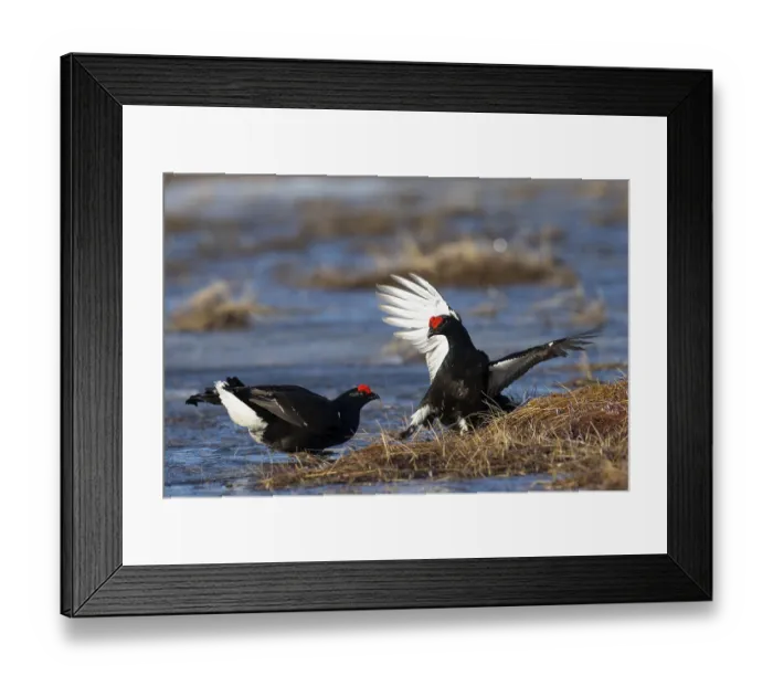 Framed Print : Black Grouse, Black Grouse, Hamra Framed Print : Black Grouse, Black Grouse, Hamra