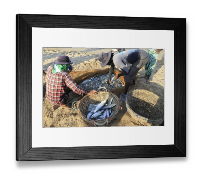 Framed Print : Traditional fishing hauling nets Nilavelli beach