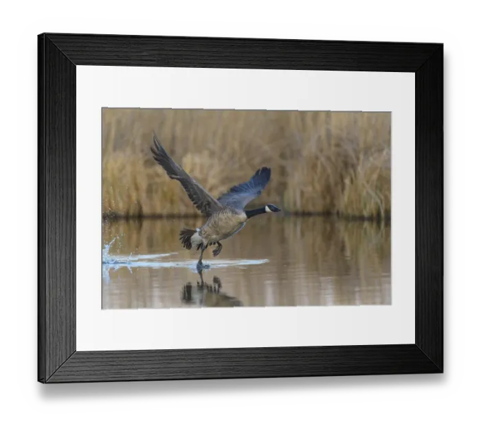 Framed Print : Canada goose (Branta canadensis), at departure