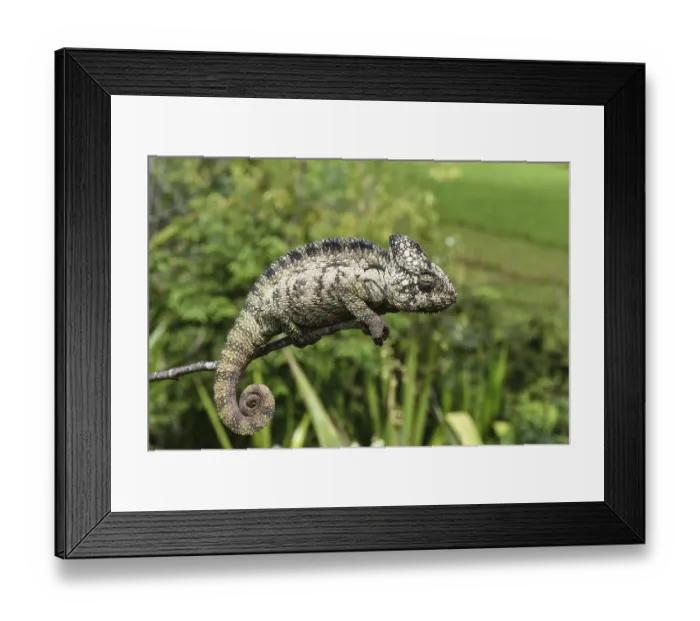 Framed Print : Malagasy giant chameleon (Furcifer oustaleti) Framed Print : Malagasy giant chameleon (Furcifer oustaleti)