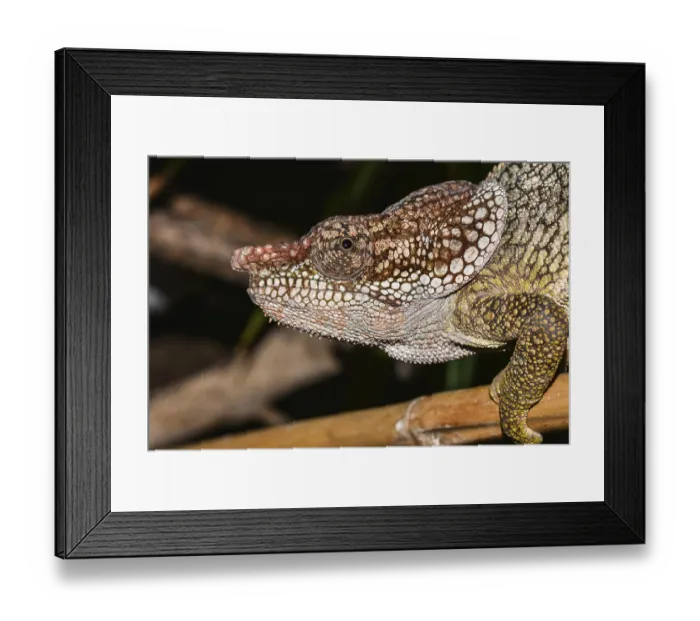 Framed Print : Short-horned chameleon (Calumma brevicorne) Framed Print : Short-horned chameleon (Calumma brevicorne)