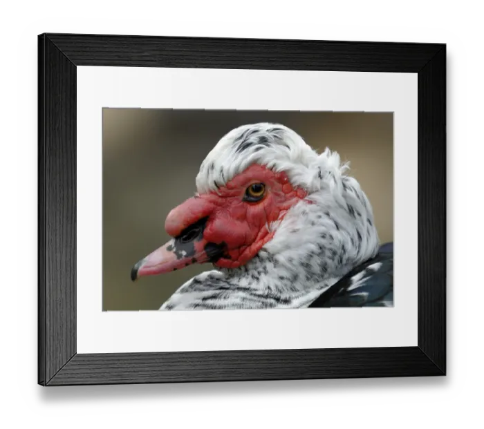Framed Print : Portrait of a domesticated Muscovy Duck (Cairina moschata) Framed Print : Portrait of a domesticated Muscovy Duck (Cairina moschata)