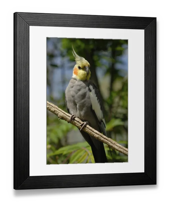 Framed Print : Cockatiel Parakeet (Nymphicus hollandicus) Framed Print : Cockatiel Parakeet (Nymphicus hollandicus)