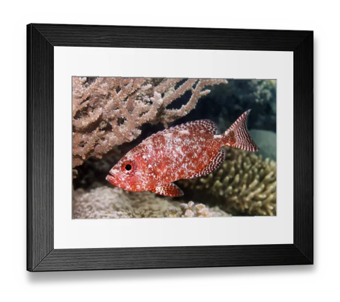 Framed Print : Bloch's bigeye (Priacanthus blochii)