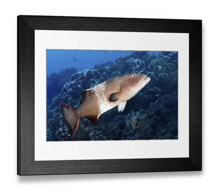 Framed Print : Leopard trout perch (Plectropomus leopardus) Framed Print : Leopard trout perch (Plectropomus leopardus)