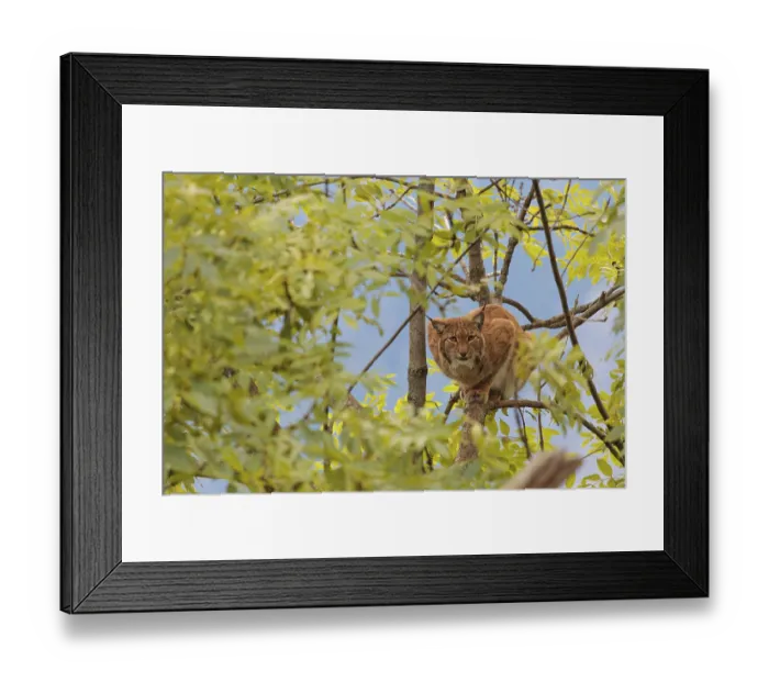 Framed Print : A Eurasian lynx (Lynx lynx) sits high up in a tree on a sunny day