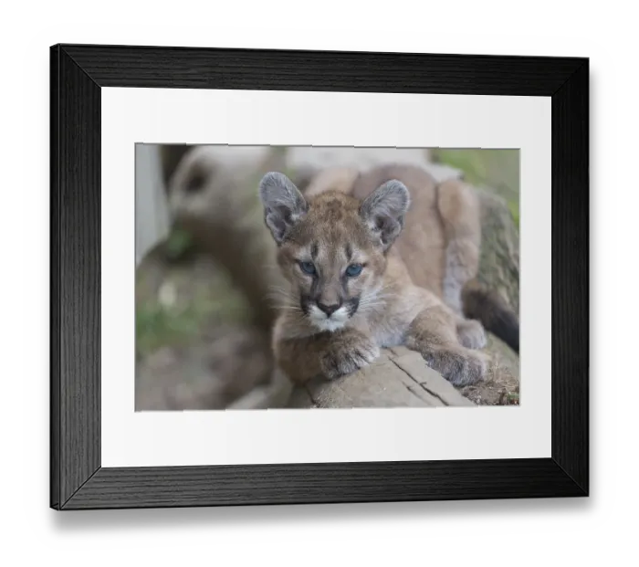 Framed Print : One cougar kitten, Puma concolor