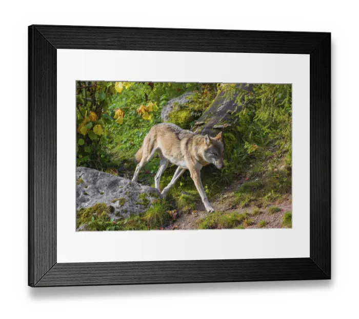 Framed Print : A eurasian gray wolf (Canis lupus lupus) runs across a meadow on a hill Framed Print : A eurasian gray wolf (Canis lupus lupus) runs across a meadow on a hill