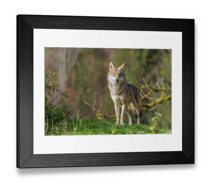 Framed Print : A female eurasian gray wolf (Canis lupus lupus) stands in a meadow on a hill