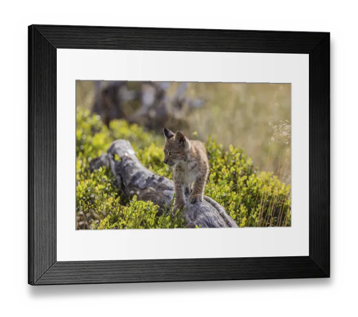 Framed Print : One young (10 weeks old) male Eurasian lynx Framed Print : One young (10 weeks old) male Eurasian lynx