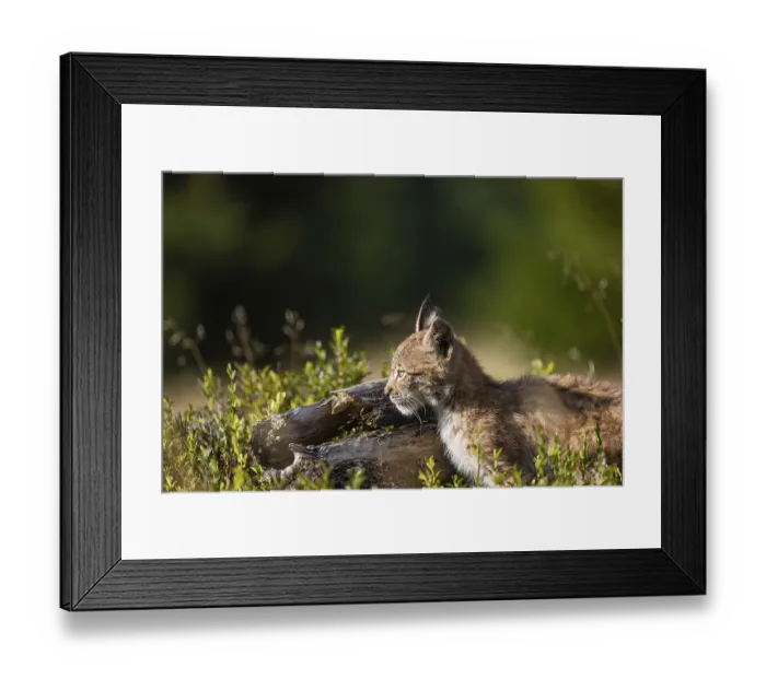Framed Print : One young (10 weeks old) male Eurasian lynx