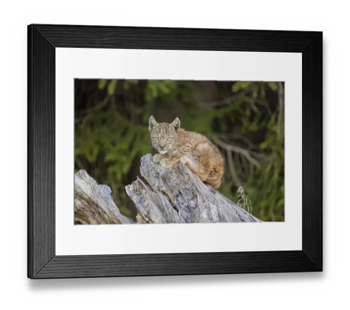 Framed Print : One young (10 weeks old) male Eurasian lynx