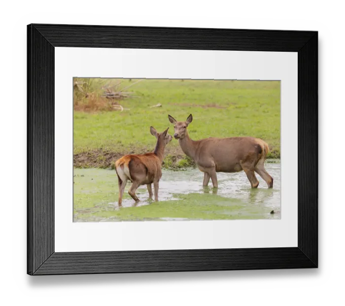 Framed Print : A red deer hind (Cervus elaphus) and her calf stand in a puddle in a meadow and show some social behaviour Framed Print : A red deer hind (Cervus elaphus) and her calf stand in a puddle in a meadow and show some social behaviour