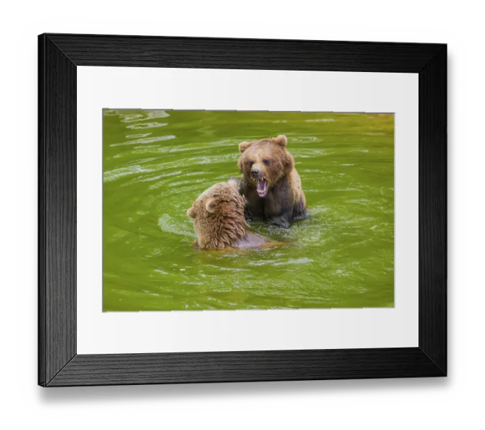 Framed Print : A big Eurasian brown bear (Ursus arctos arctos) sow fighting with a small young male in a pond