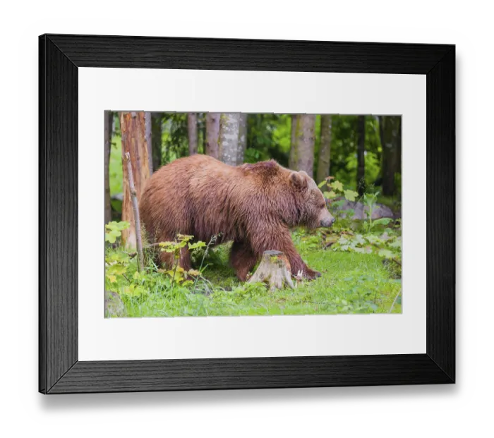 Framed Print : An adult female Eurasian brown bear (Ursus arctos arctos) leaves a forest