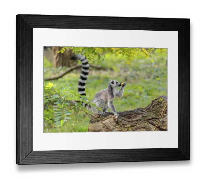 Framed Print : A ring-tailed lemur (Lemur catta) sits on a rotten tree lying on the ground and eats a fruit
