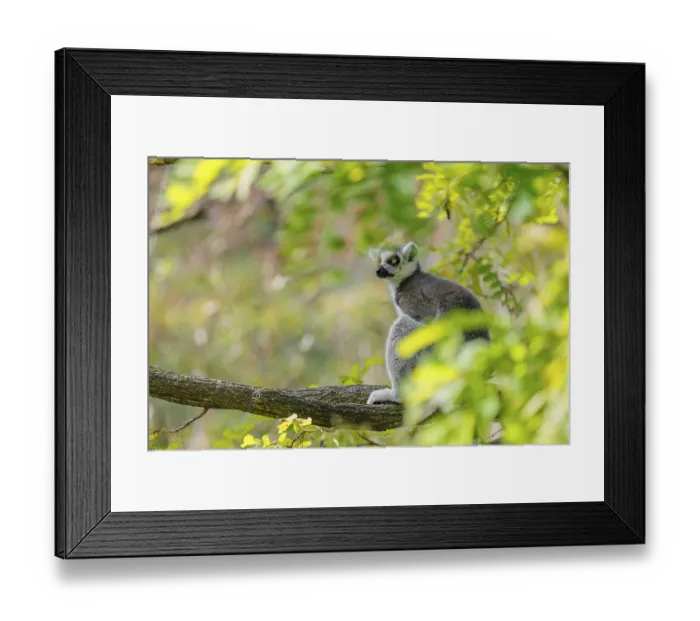 Framed Print : A ring-tailed lemur (Lemur catta) sits high up in a tree on a branch between fresh green leaves Framed Print : A ring-tailed lemur (Lemur catta) sits high up in a tree on a branch between fresh green leaves