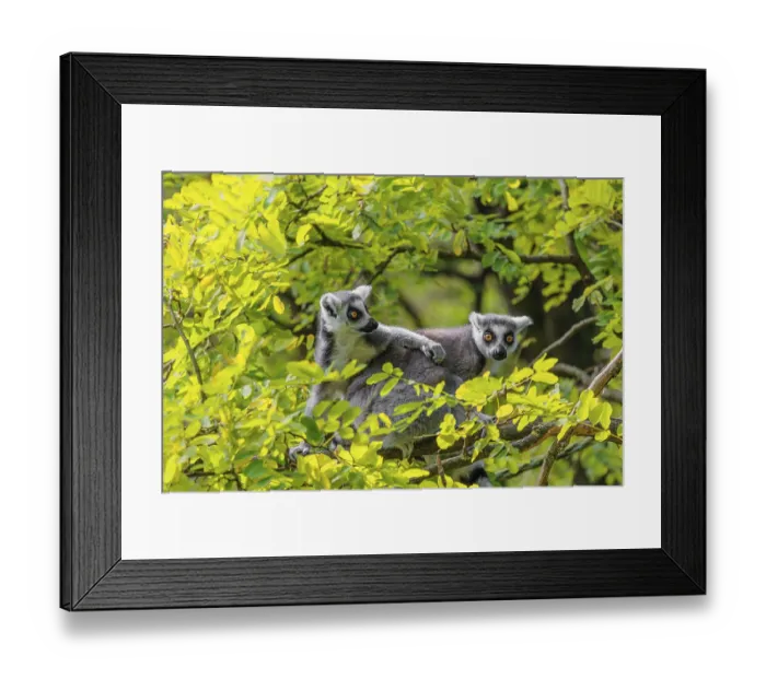 Framed Print : Two ring-tailed lemurs (Lemur catta)