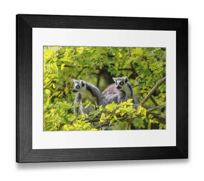 Framed Print : Two ring-tailed lemurs (Lemur catta) Framed Print : Two ring-tailed lemurs (Lemur catta)