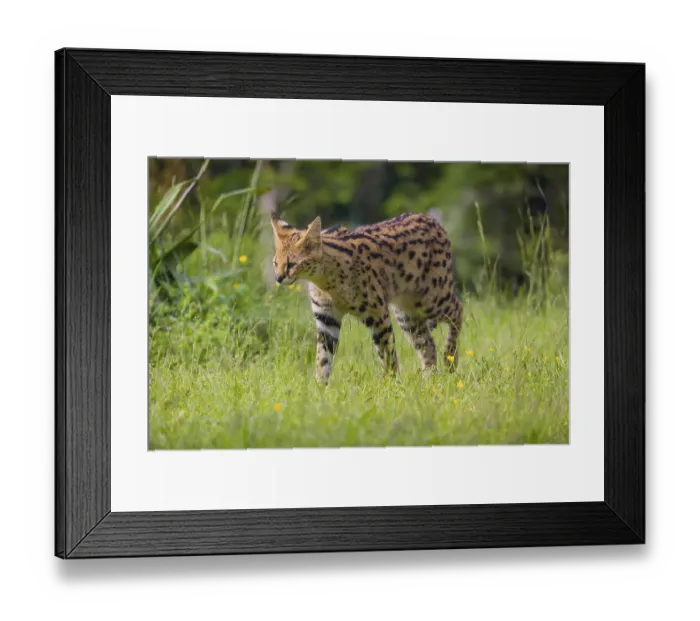 Framed Print : A male serval, Leptailurus serval Framed Print : A male serval, Leptailurus serval